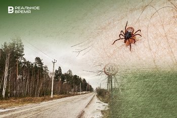 Они проснулись: в Татарстане зафиксировали первые семь укусов клещей