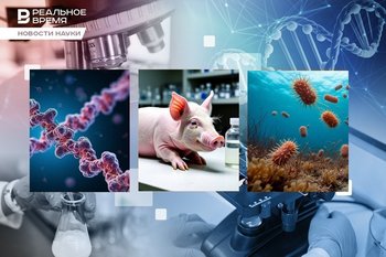 Секрет долгожителей, древнейшие следы жизни, свиньи для ксенотрансплантации