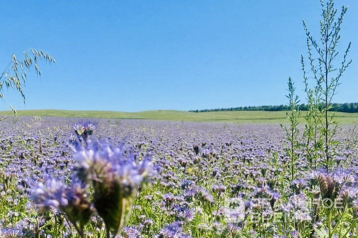 Нейросеть выяснила, с какими цветами ассоциируется продукция Татарстана