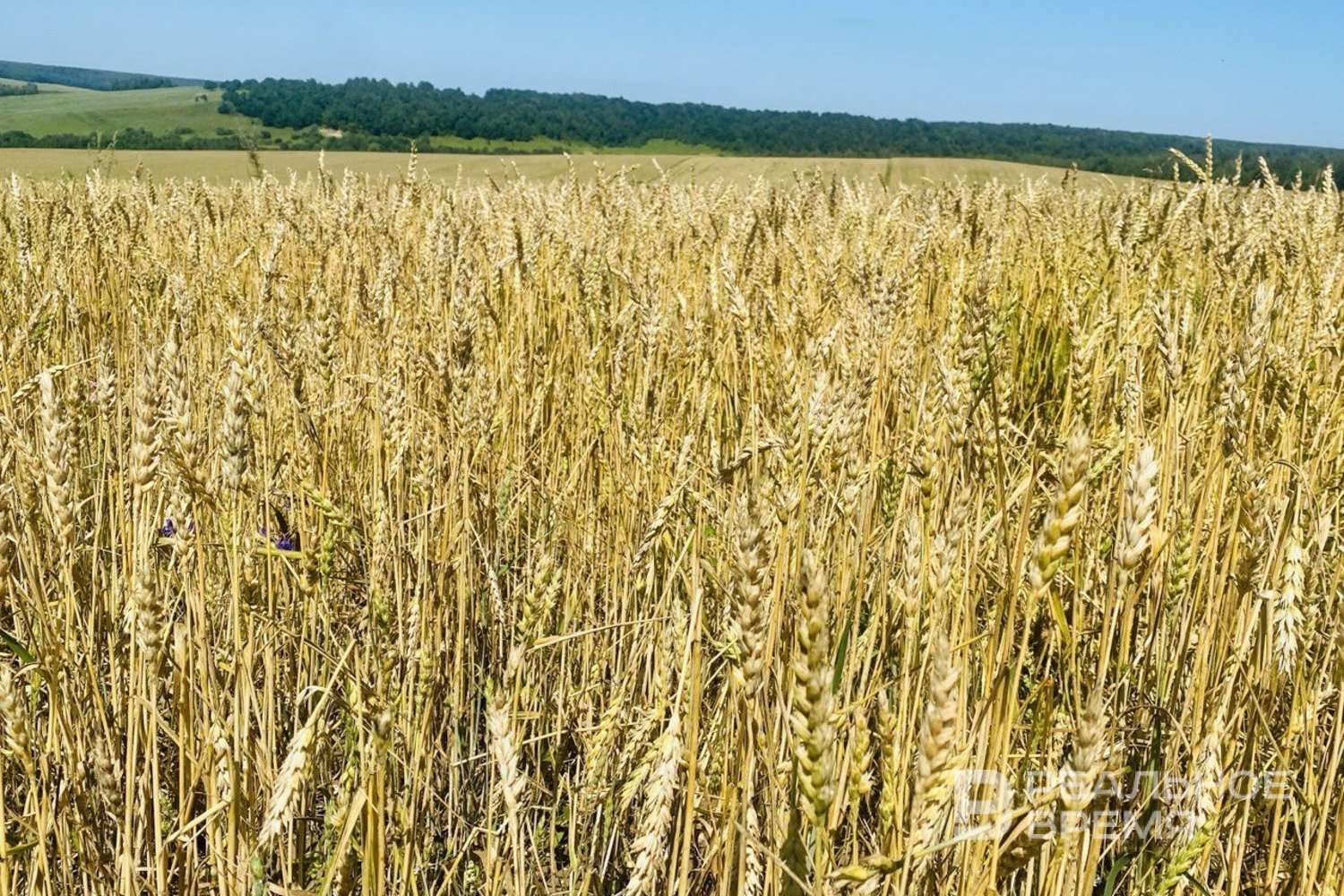 В условиях падения цен на зерно Татарстан делает ставку на сою, подсолнечник и лен