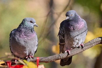 В ряде регионов России зарегистрировали очаги гриппа птиц