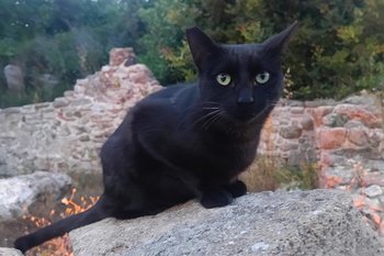 Эксперт объяснил, от чего зависит стоимость котенка