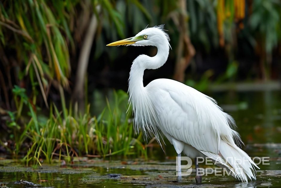 В Татарстане создадут заказник "Места гнездования большой белой цапли"
