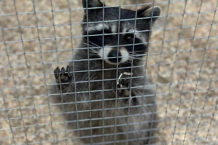 Прокуратура Нижнекамска выявила нарушения в работе передвижного контактного зоопарка