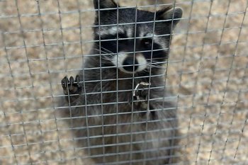 Прокуратура Нижнекамска выявила нарушения в работе передвижного контактного зоопарка