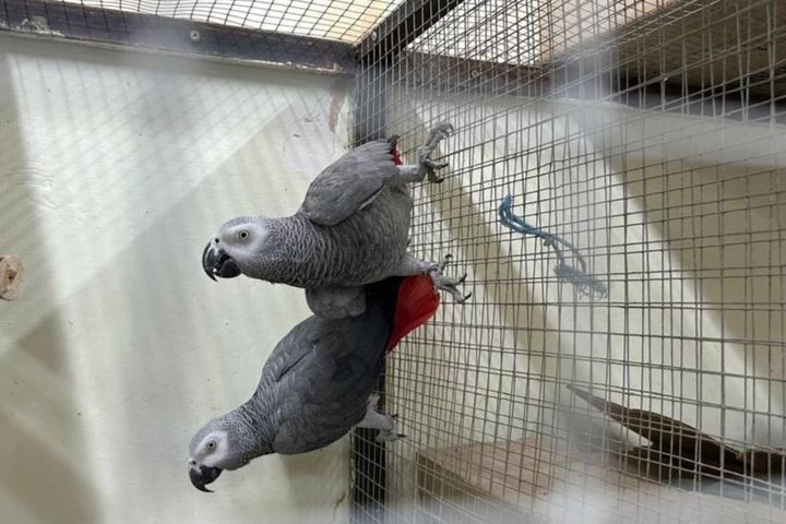 Житель Казани предстанет перед судом за контрабанду попугаев на 1,5 млн рублей