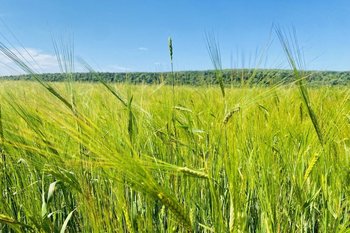 В Татарстане убрано 7% посевов зерновых при средней урожайности 47,3 ц/га