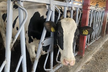 В Балтасинском районе Татарстана прокуратура выявила нарушения на ферме из-за бруцеллеза