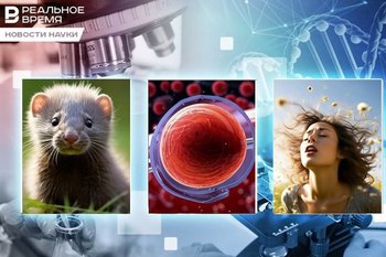 «Чихательные» нейроны, пушистая угроза и прозрачные мыши