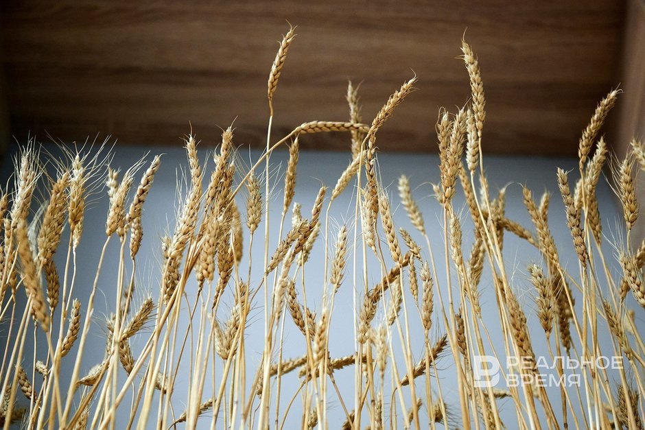 В Татарстане утвердили программу развития агроэкспорта до 2030 года