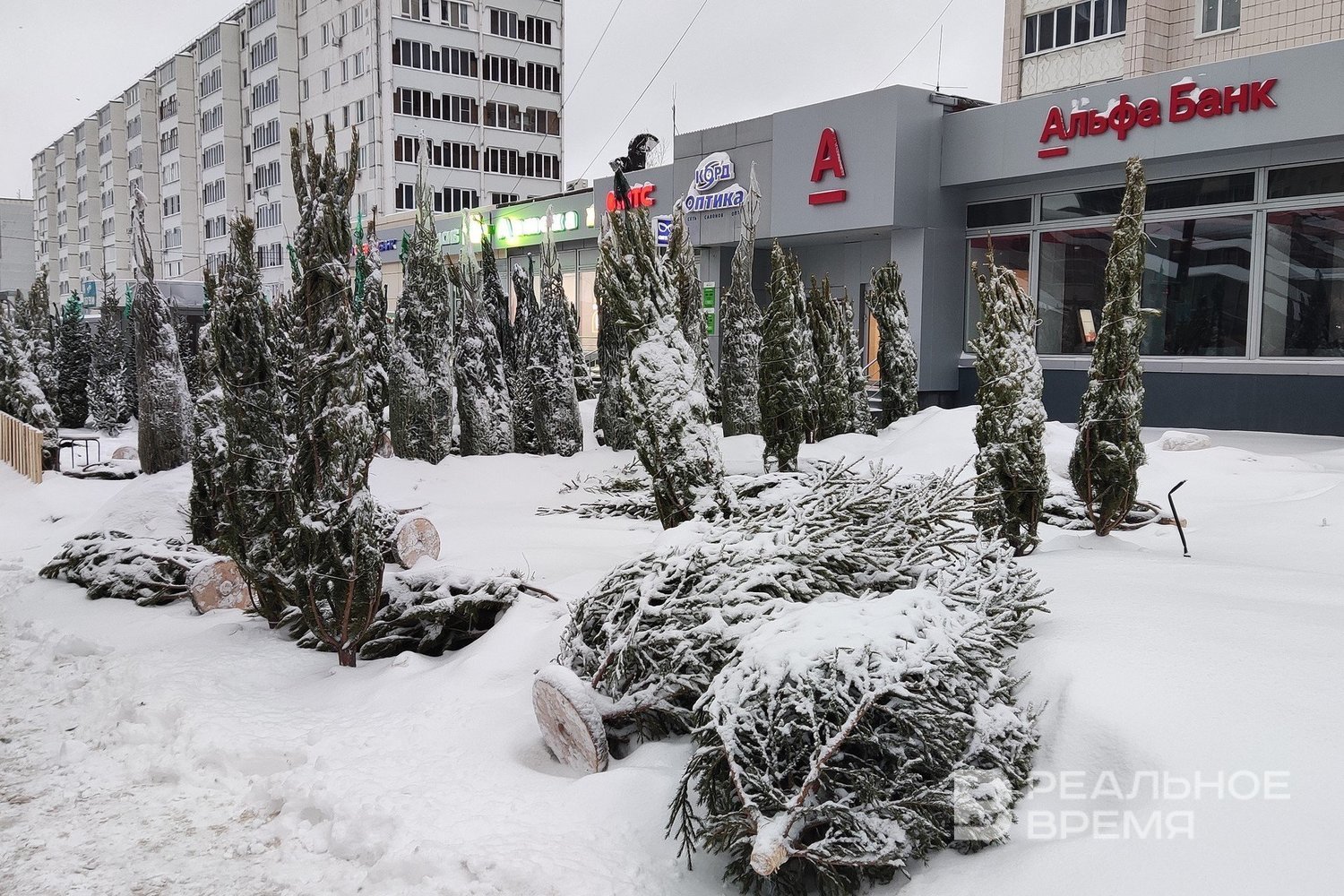 В Казани откроют 18 пунктов приема новогодних елок уже с 13 января