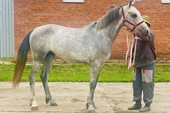 Делегация КНДР прилетела в татарстанский Новошешминск за орловскими рысаками