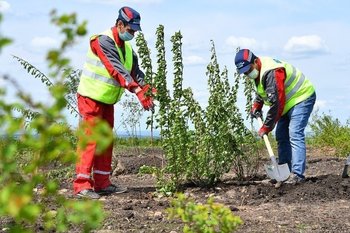 В Альметьевске высадят ивы, липы и рябины на 500 тыс. рублей