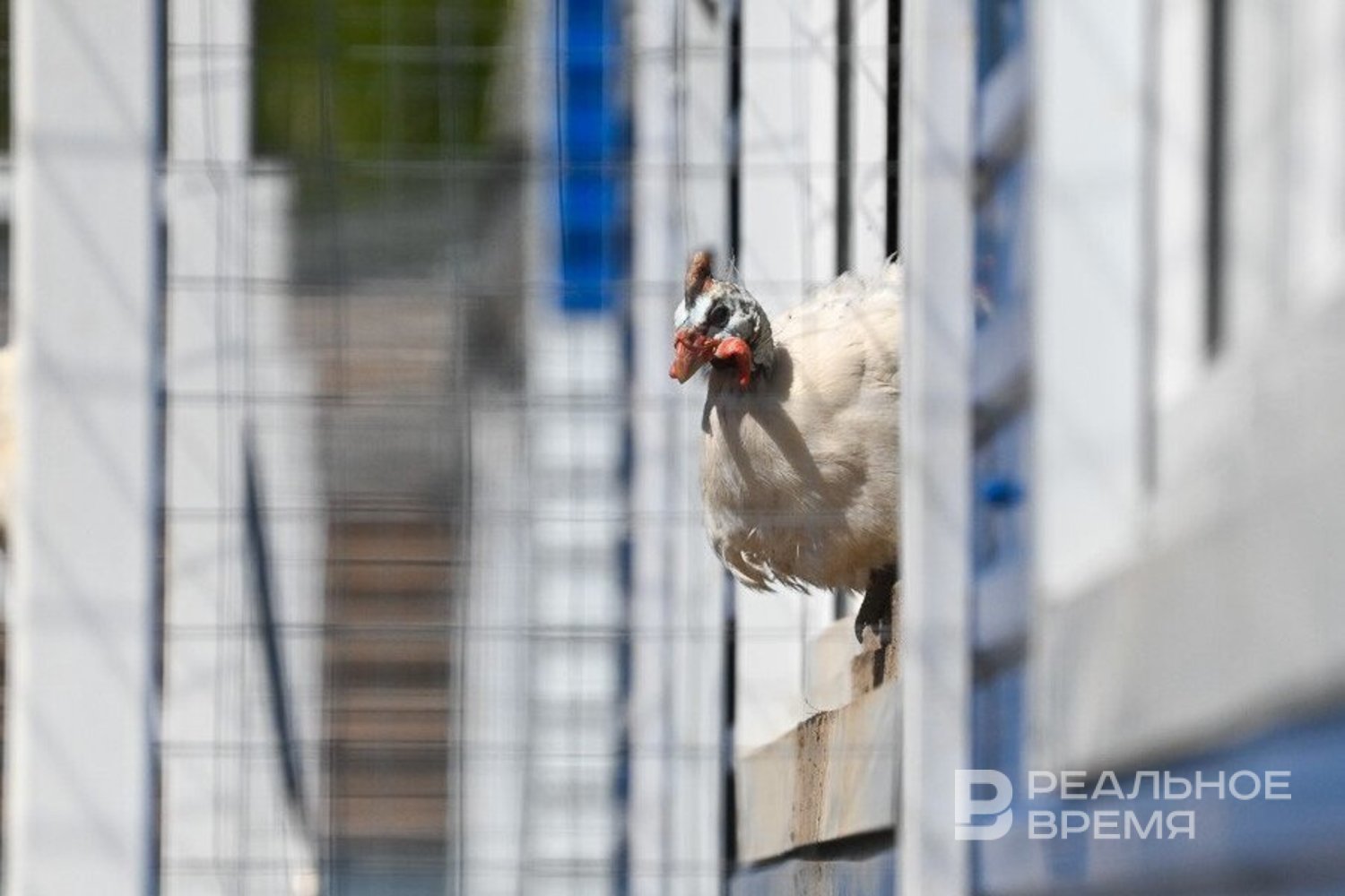 Россия возобновила экспорт мяса птицы на Филиппины после снятия ограничений