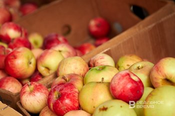 Урожай яблок в России в 2025 году может достичь 2 млн тонн