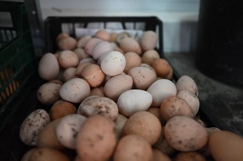 Татарстан попал в топ-10 регионов по производству яиц