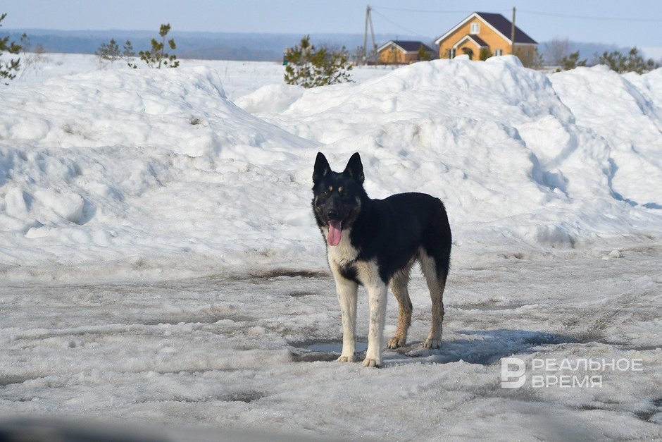В Зеленодольске бродячие собаки напали на женщину с маленькой дочкой