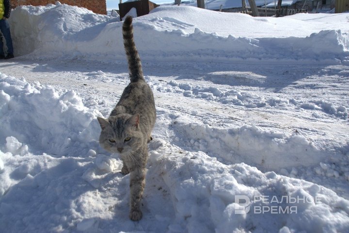 «Это отрава для собак и кошек»: сухие корма в России подорожали ниже уровня инфляции