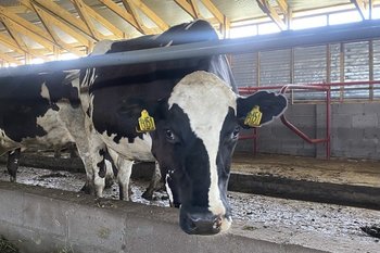 В двух районах Татарстана сняли карантин по бешенству животных