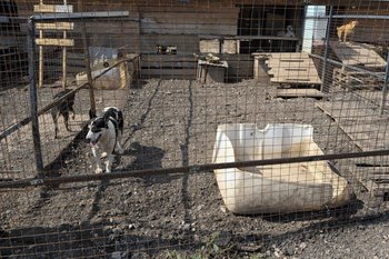 В Татарстане ввели жесткие требования к приютам для животных
