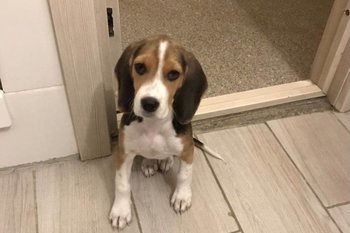 «Собака — друг человека, поэтому такая цена»: щенка бигля продают в Казани за 12 млн рублей