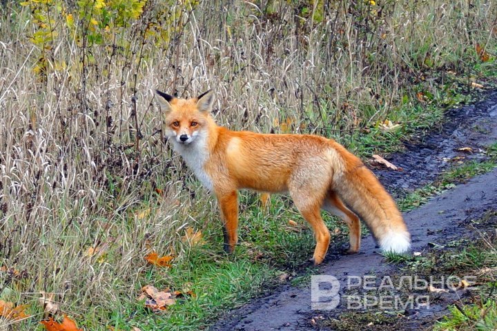 В Татарстане стартовал зимний учет диких животных