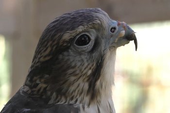 В Татарстане может появиться соколиный питомник при поддержке саудовских инвесторов