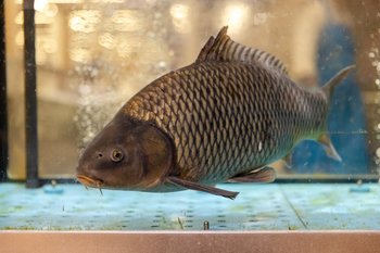 ФАС проверит цены на рыбу: запросы направлены 37 рыбодобывающим компаниям