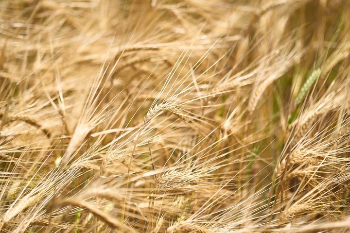 В Татарстане завершили дезинфекцию пшеницы для отправки в Израиль