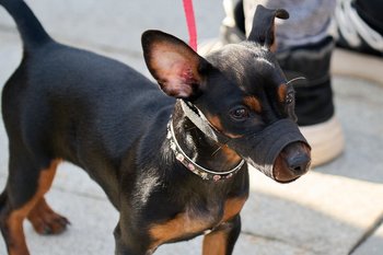 С 1 сентября 2025 года в России запретят выгуливать домашних животных на пляжах