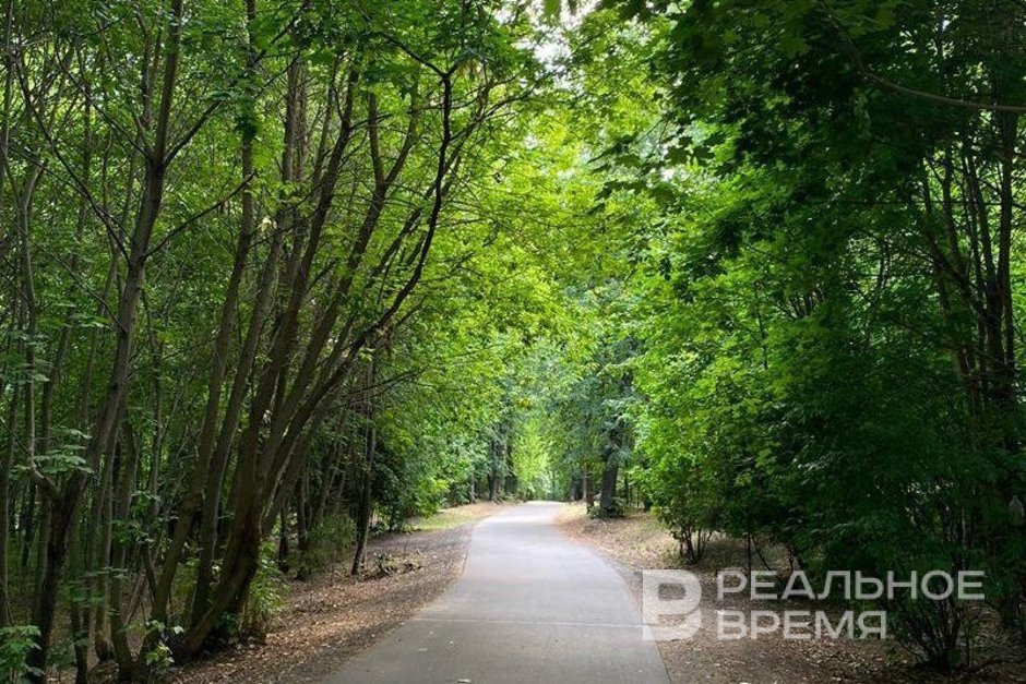 Татарстан собрал 12,1 тонны семян деревьев лесных пород для питомников и восстановления лесов