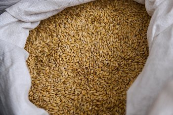 Из Татарстана экспортировали 209 тысяч тонн зерна