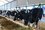 Не докупил коров и построил новое здание: с главы фермерского хозяйства в Татарстане взыскали 5 млн рублей