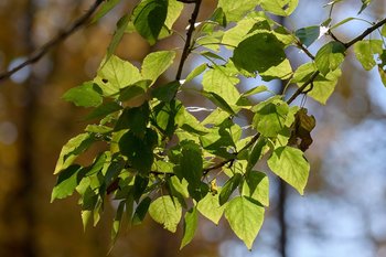 Россия призвала страны БРИКС противостоять «манипуляциям» с климатической повесткой