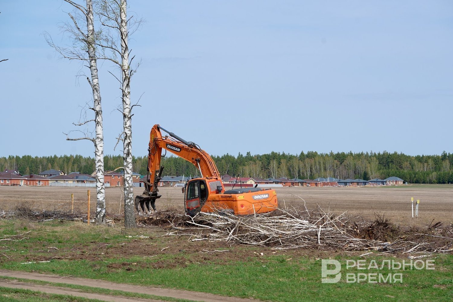 Татарстан обогнал Россию и ПФО по проценту восстановления вырубленных лесов  — Реальное время