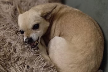 В Госдуме хотят закрепить приоритет прав человека над животными