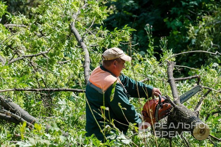 В Татарстане сильный ветер повалил около 30 деревьев — повреждено пять легковушек