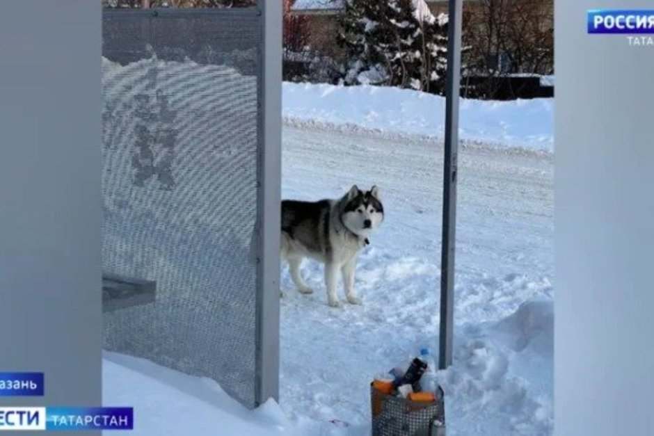 В Салмачи собака покусала четырех человек, включая детей