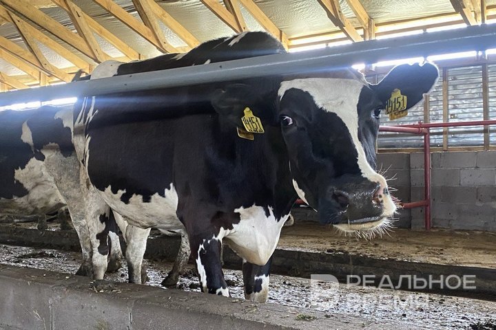 В Татарстане ввели карантин по бешенству в трех районах