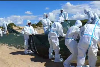 В Анапе начали демонтаж защитного вала от мазута: пляжи очистят от загрязненного песка