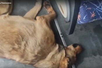 В Казани неизвестный открыл стрельбу по собакам на улице Портовой