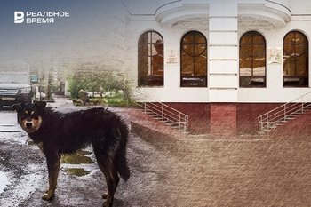 После ареста руководства приюта «Кот и пес» в Зеленодольском районе стало некому ловить бродячих собак