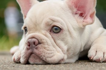 Пять собак в день с одним симптомом: что заставило паниковать казанских собачников