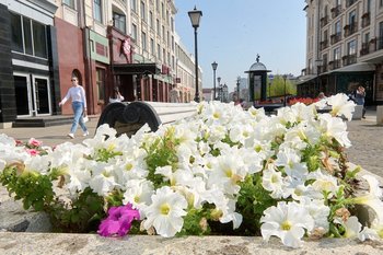 На озеленение Казани в 2026 году выделят почти 180 млн рублей