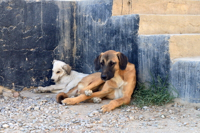 В России могут сократить срок оформления бездомных животных в собственность