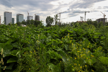 В Татарстане начнут штрафовать за некошеные участки и усилят борьбу с борщевиком