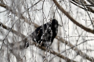 Сегодня в Татарстане ожидается до -8 градусов