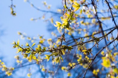 В апреле и мае температура в Татарстане будет выше нормы