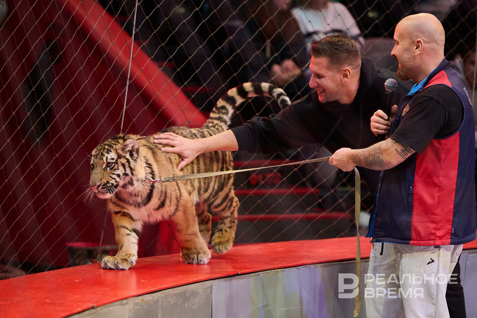 Карина Багдасарова: «Мы не раскрываем секрета, что они большие страшные кошки»