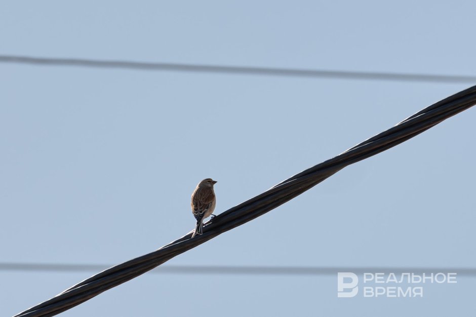 Сегодня в Татарстане ожидается до +17 градусов
